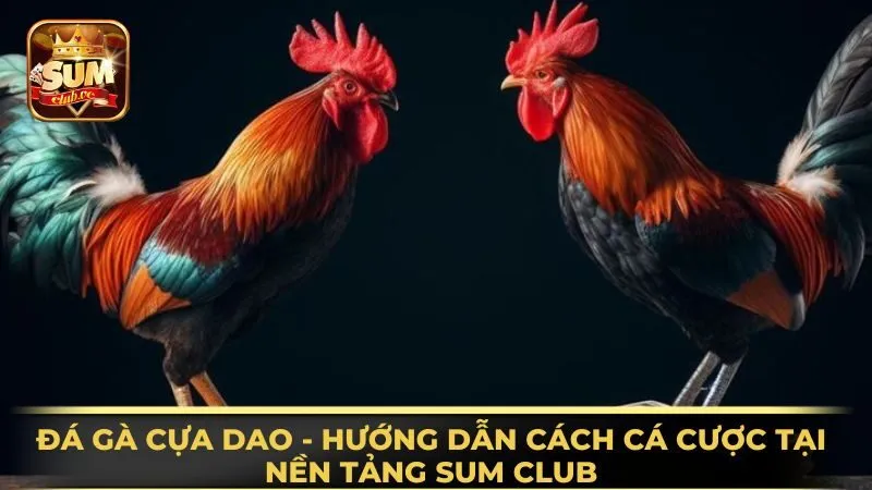 da-ga-cua-dao-huong-dan-cach-ca-cuoc-tai-nen-tang-sum-club