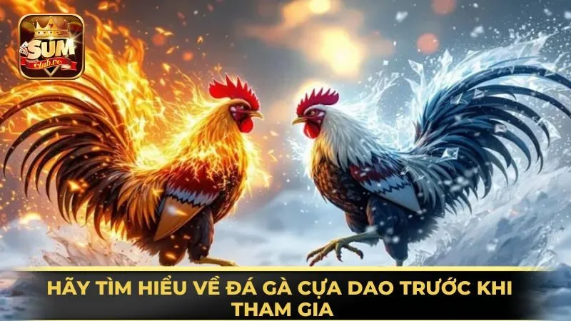 hay-tim-hieu-ve-da-ga-cua-dao-truoc-khi-tham-gia