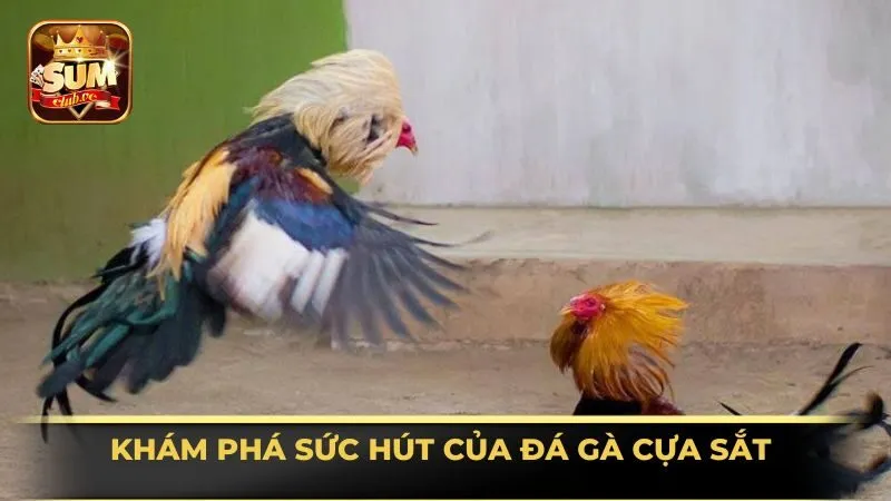 kham-pha-suc-hut-cua-da-ga-cua-sat