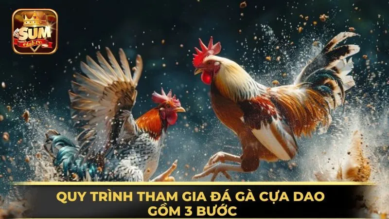 quy-trinh-tham-gia-da-ga-cua-dao-gom-3-buoc